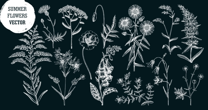 Hand drawn summer flower sketches collection. Wildflower drawings on chalkboard. Herbs, meadows or woodlands flowering plant. Floral design elements set in engraved style